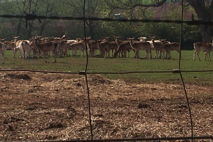 Pregnant fallow deer shot dead on private deer park