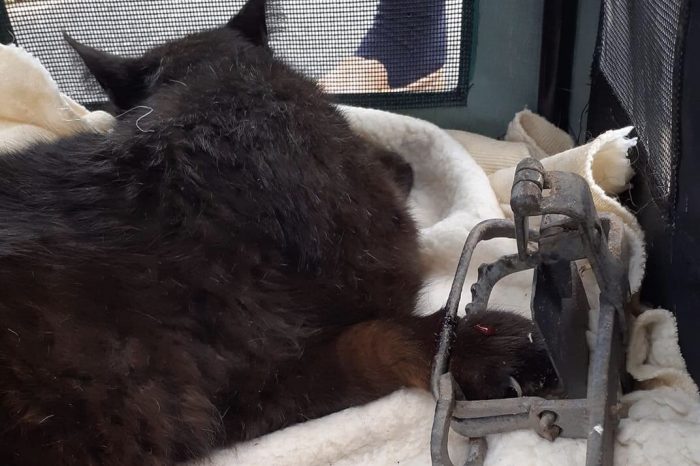 Update on cat found caught in illegal gin trap