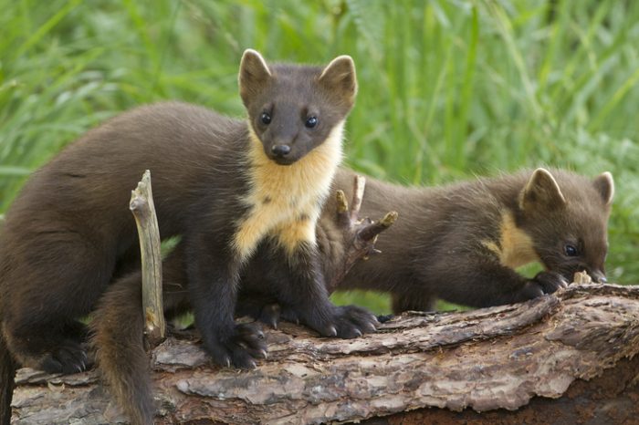 England’s first reintroduced Pine Martens have kits