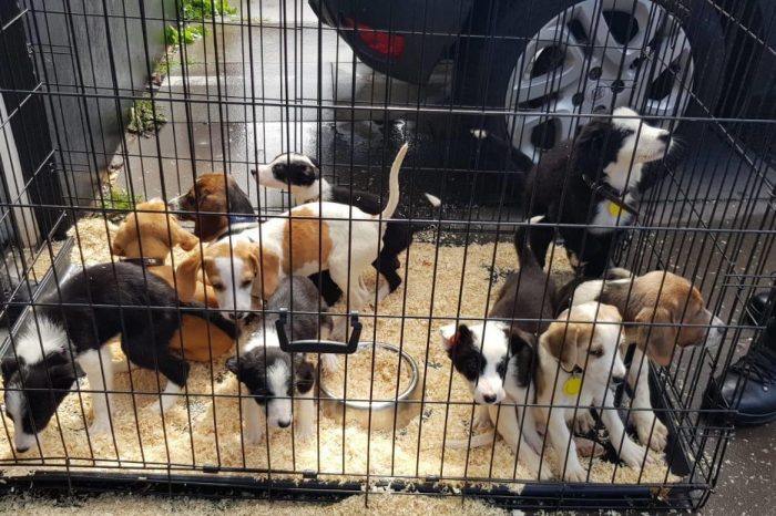 Man arrested on suspicion of theft of up to 40 puppies