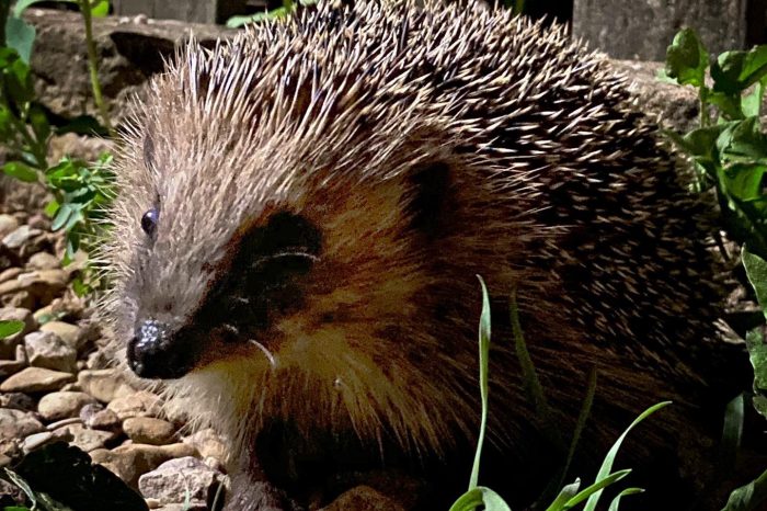 Herefordshire hedgehogs to be protected