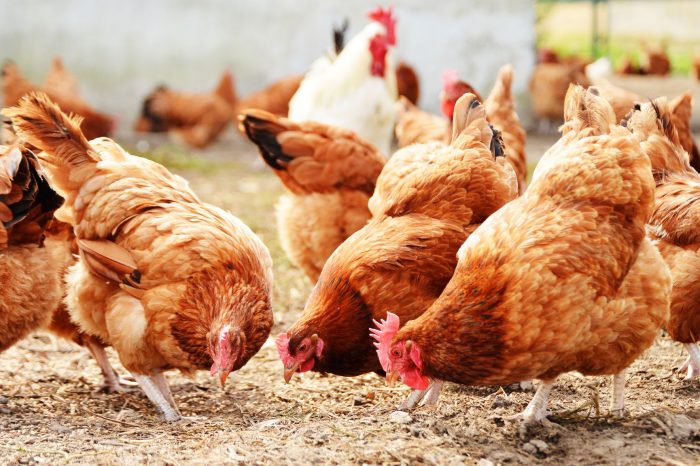 Avian Influenza outbreak confirmed at farm in Ledbury