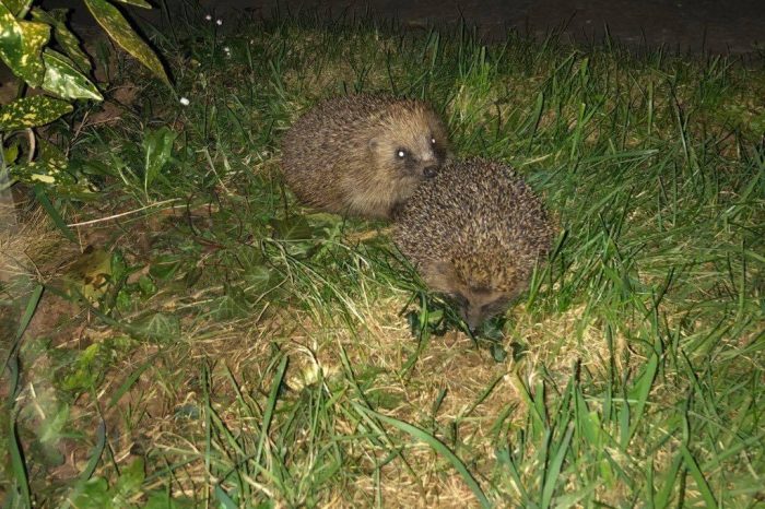 How you can help hedgehogs - a species in decline