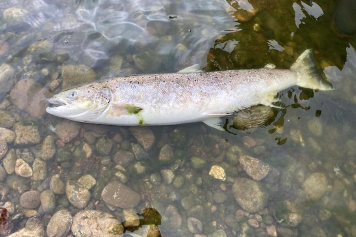 Dead fish found in River Wye following heatwave