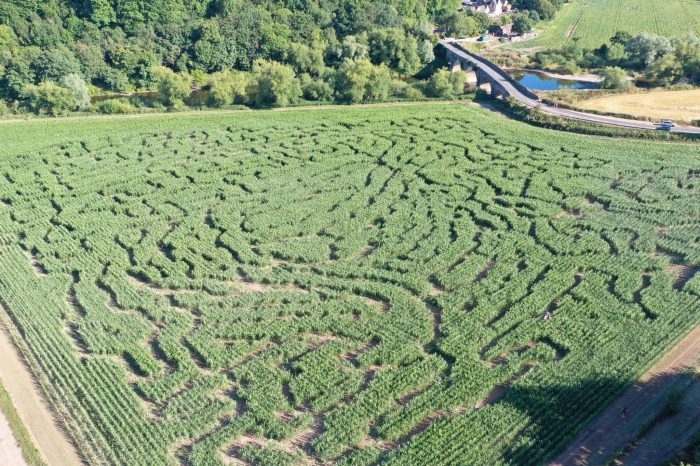 Fun for all the family at Flanesford Maize Maze