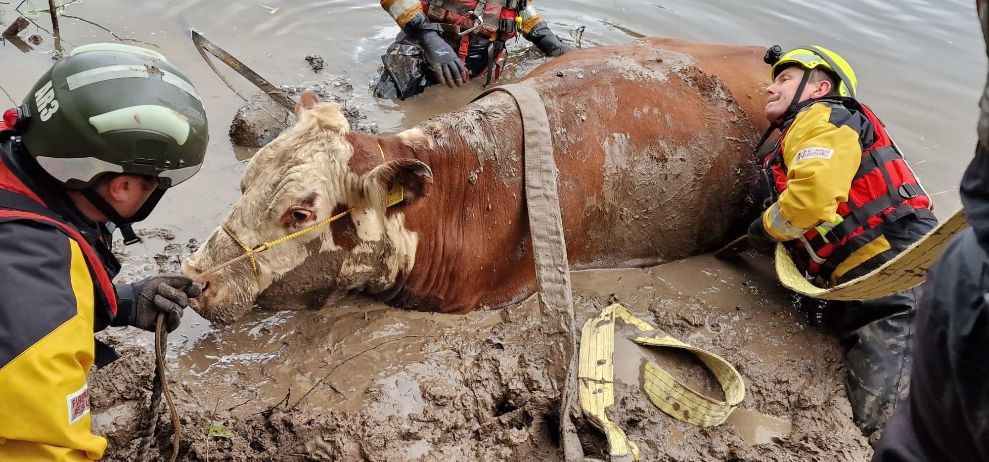 RossonWye fire crews help to rescue cow
