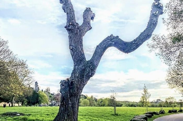NEWS | Local councillor responds to concerns after a Willow tree was pollarded in Ross-on-Wye