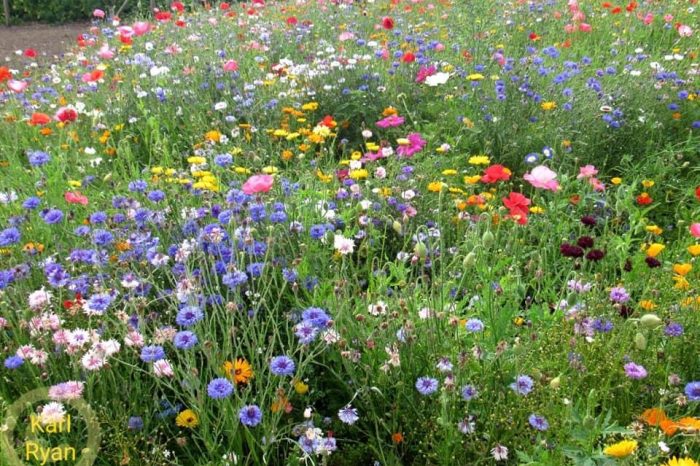 NEWS | To mark the Coronation all state funded primary schools will be sent wildflower seeds that will empower children across the country to discover the joys of nature